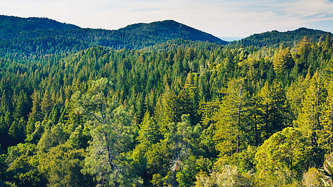world's largest miyawakki forest