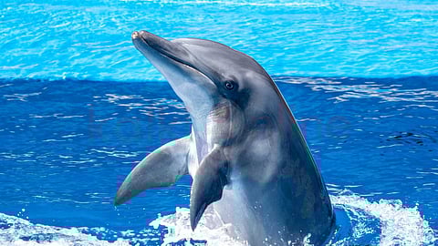 Do you know what is India's national aquatic animal?