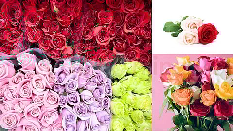 Types of Rose Flowers