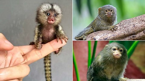 Pygmy Marmoset