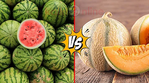 Watermelon Vs Melon