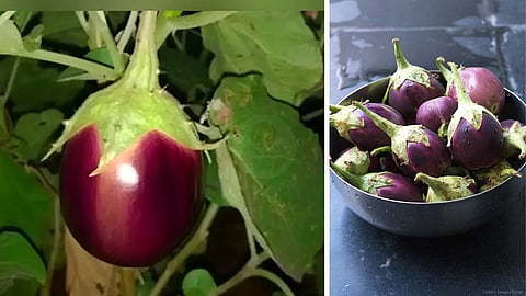 vellore mullu brinjal