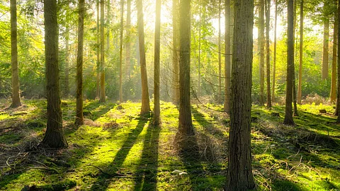 Forest