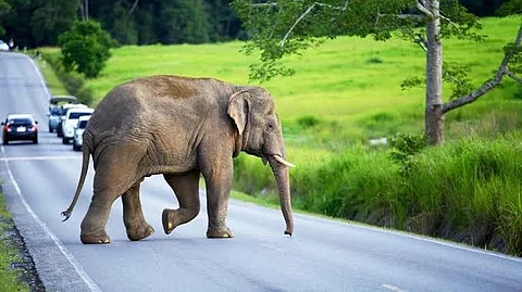 elephant in ooty