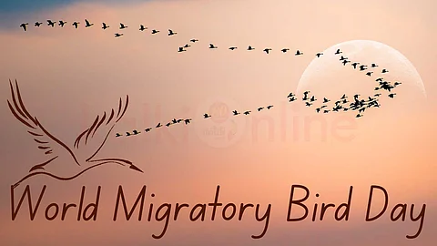 World Migratory Bird day