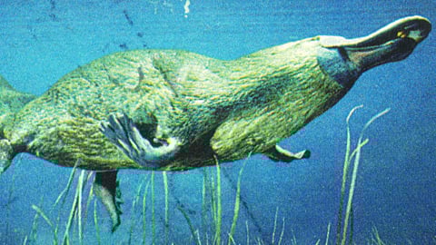 Platypus