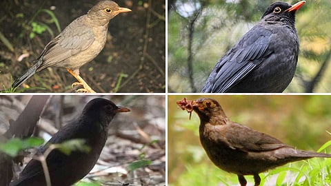 Indian black bird