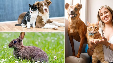 Protect pets