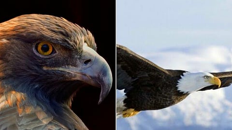Eagle vision