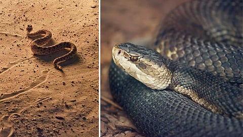 There are many types of snakes, each one unique..!