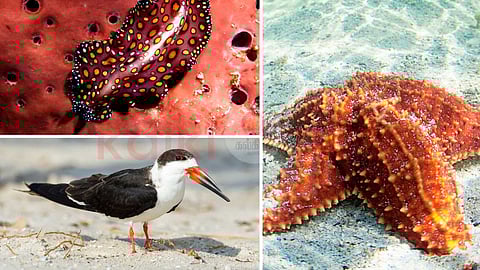 10 organisms with long units