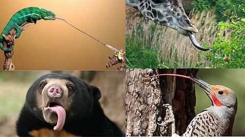Long-tongued animals