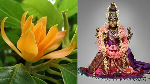 shenbagam flower, sri mahalakshmi