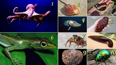 Organisms