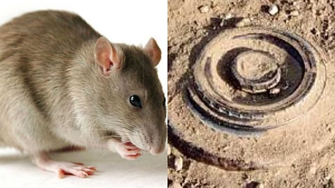 Guinness World Record Rat