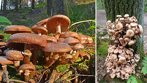 Do you know what the largest living thing is?