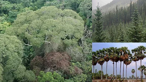 Trees that withstand thunder and lightning