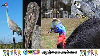 5 most dangerous birds