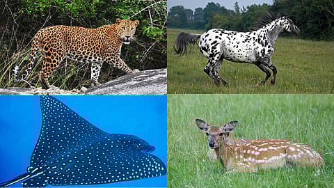 Creatures that look like paintings