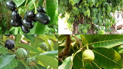 Trees with medicinal properties