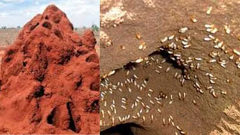 Termite
