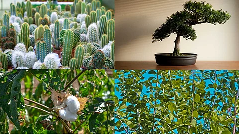 Plants with negative energy