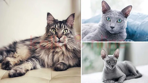 expensive cats