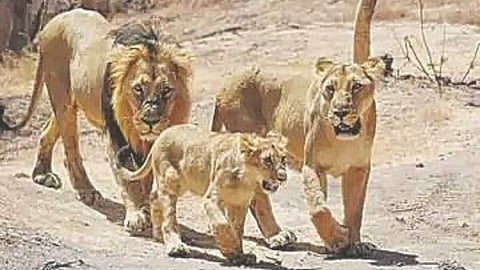 Lion census