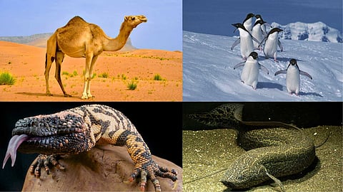 Creatures that live without food and water