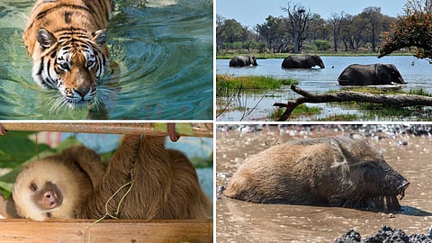 Wild animals lifestyle story