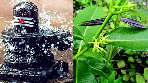 Cryptolepis buchananii