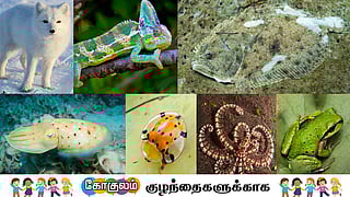 creatures that change color