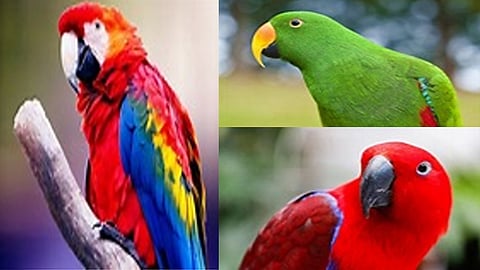 parrot