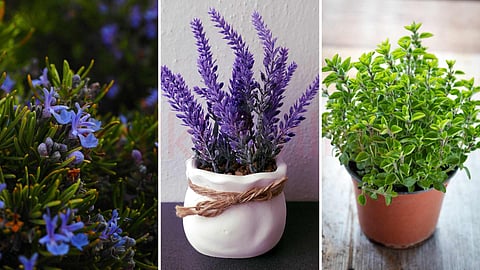 Rosemary, Lavender, Oregano