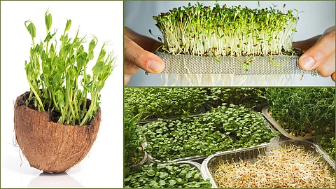Microgreens Growing