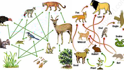 Food chain of organisms