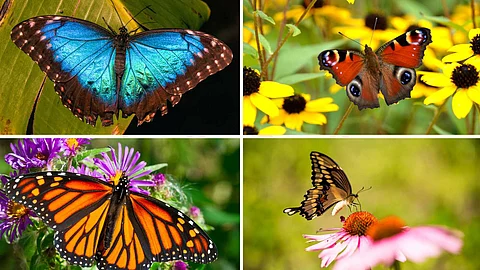 beautiful types of butterflies