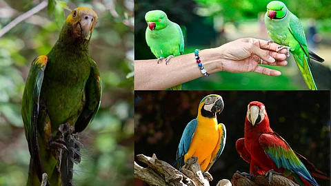 World Parrot Day