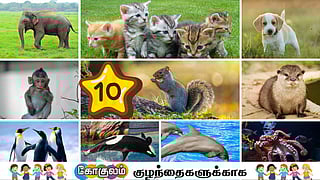 10 animals