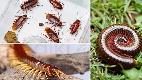 Insects in the house during the rainy season