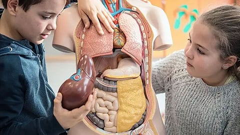 Human organ