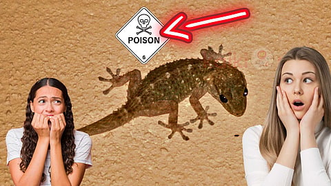 house lizard
