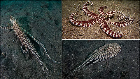 Mimic octopus