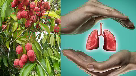 Lychee leaf for strengthen lungs