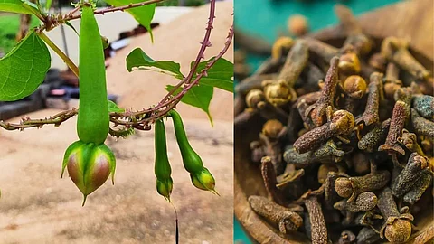 Clove agriculture