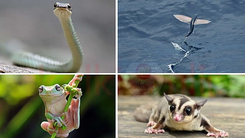 Amazing animals & Birds