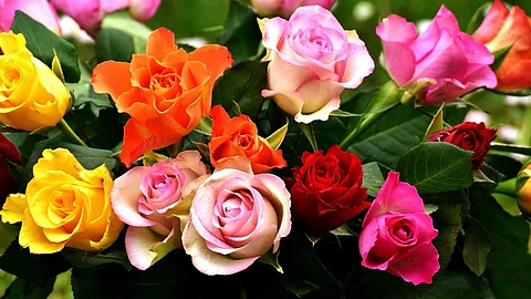 Different types of roses