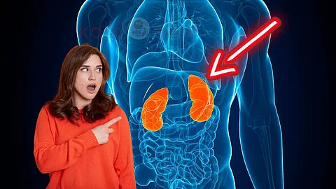 where kidney is located