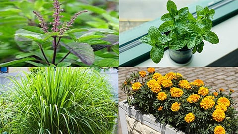 Mosquito repellent herbal plants