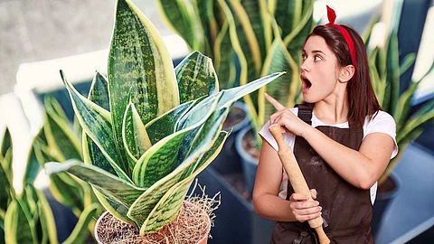 snake plant in kitchen
